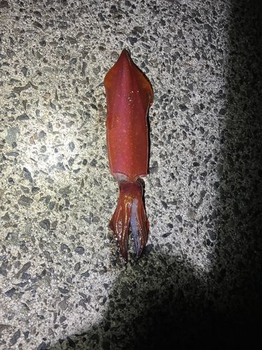 ケンサキイカの釣果