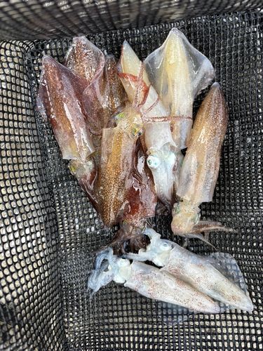マメイカの釣果