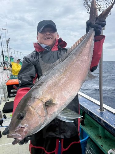 カンパチの釣果