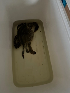 ワタリガニの釣果