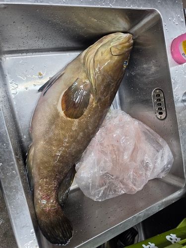 クエの釣果