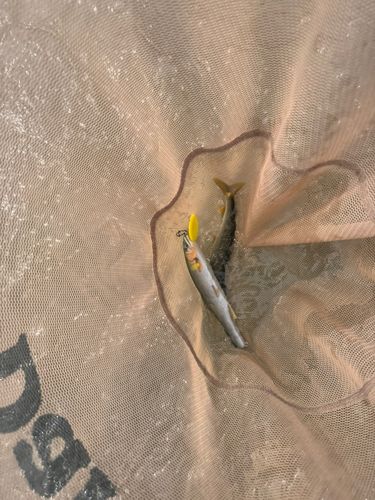 アユの釣果