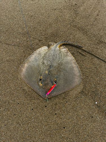 エイの釣果