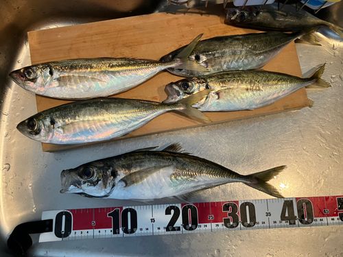 アジの釣果