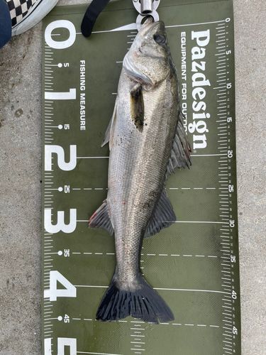 シーバスの釣果