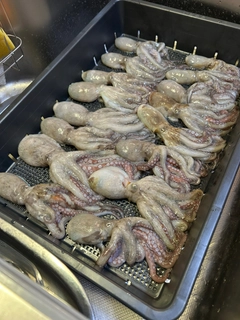 タコの釣果