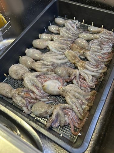 タコの釣果