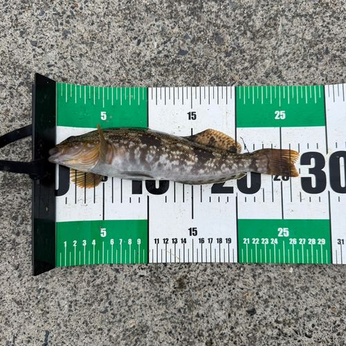 アイナメの釣果