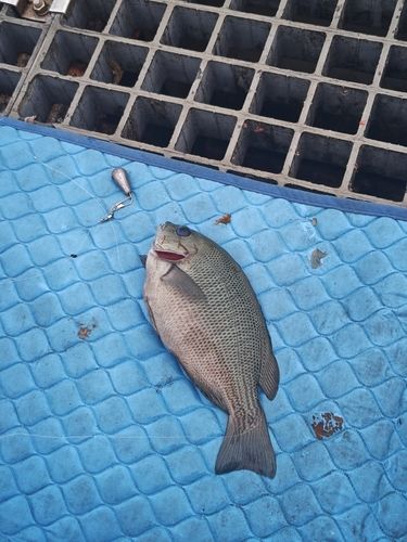 グレの釣果