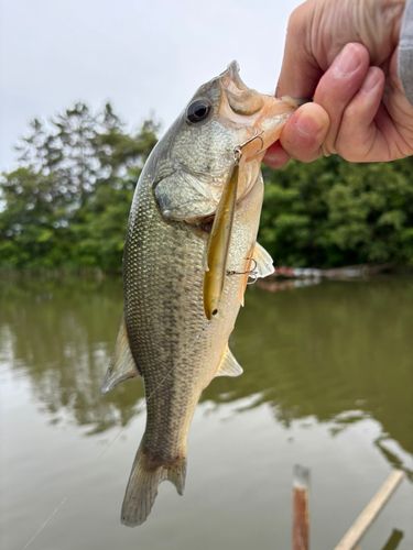 ラージマウスバスの釣果