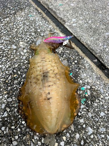アオリイカの釣果
