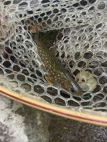 イワナの釣果
