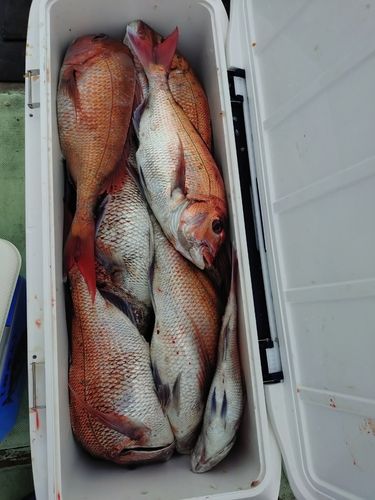 マダイの釣果