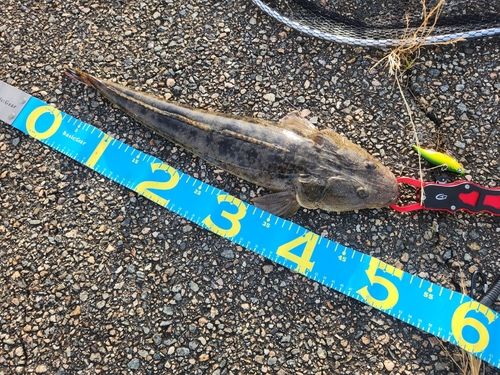 マゴチの釣果