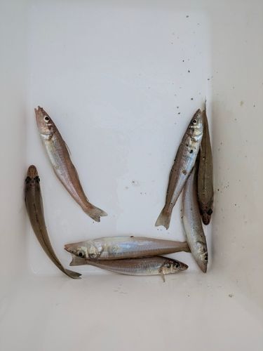 キスの釣果