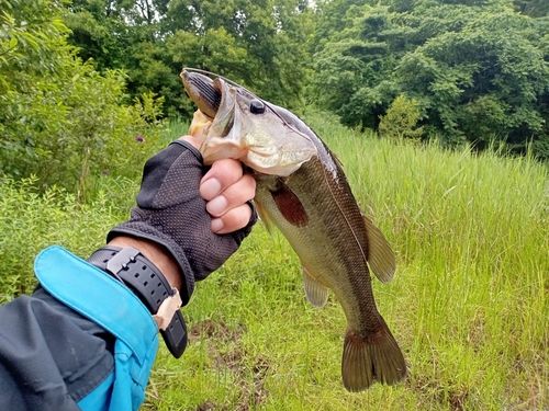 ラージマウスバスの釣果
