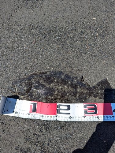 ヒラメの釣果