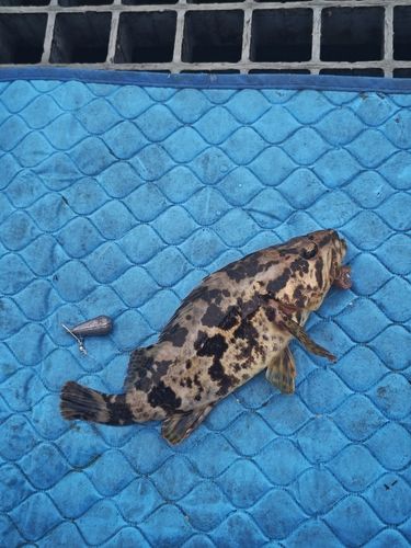 タケノコメバルの釣果