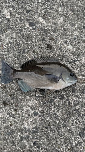 メジナの釣果