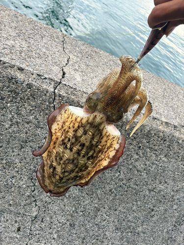コウイカの釣果
