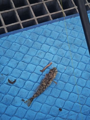 ハゼの釣果