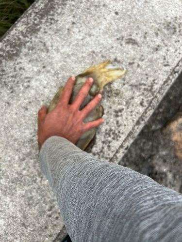 釣果