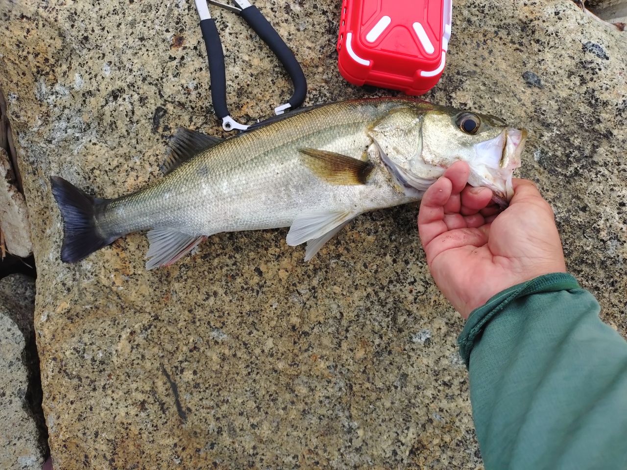 SHIMANO 21ゾディアス (パックロッド) C66ML-5の最安値・インプレ