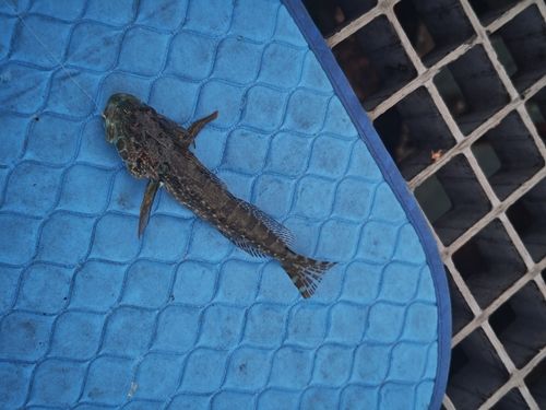 ハゼの釣果