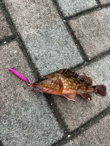 カサゴの釣果