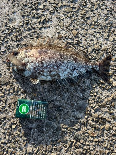 アイゴの釣果