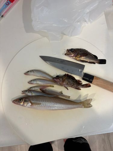 キスの釣果