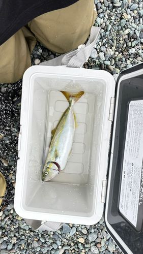 イナダの釣果