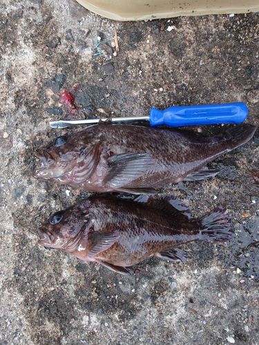 クロソイの釣果