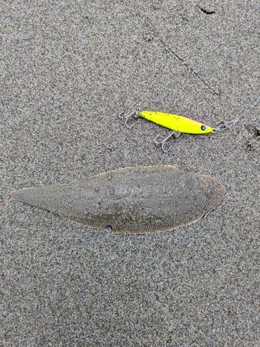 シタビラメの釣果