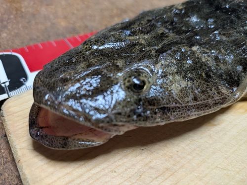 釣果