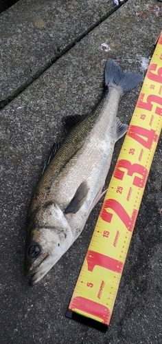 フッコ（マルスズキ）の釣果