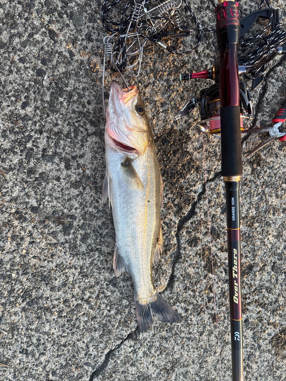 DAIWA 21オーバーゼア グランデ（サーフモデル） 103Mの最安値