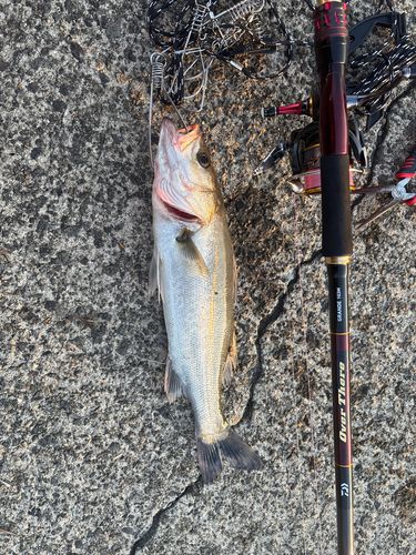 スズキの釣果