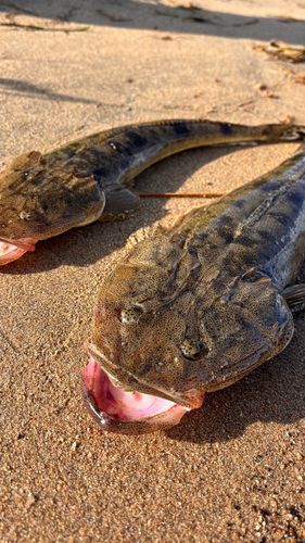 マゴチの釣果