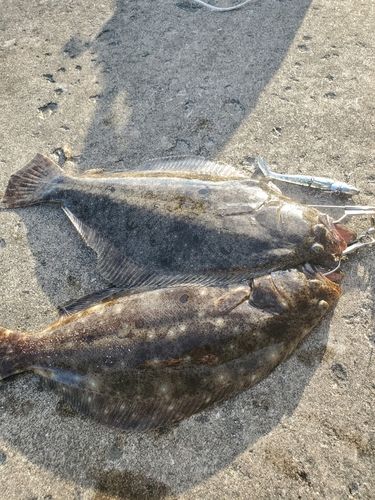 ヒラメの釣果