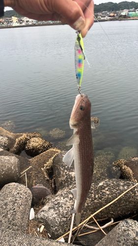 エソの釣果