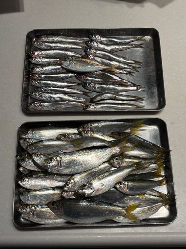 サッパの釣果
