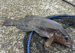 アイナメの釣果