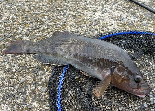 アイナメの釣果