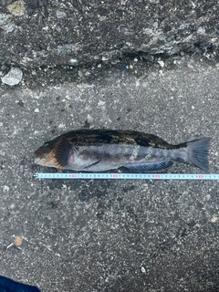 アイナメの釣果