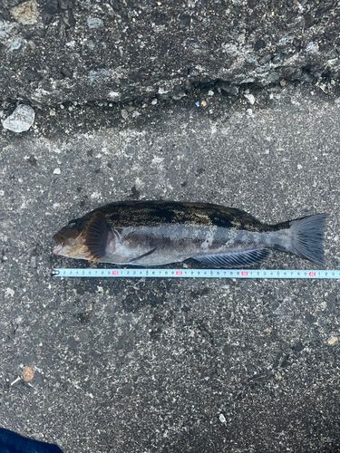 アイナメの釣果