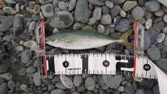 ワカシの釣果