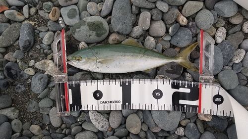 ワカシの釣果