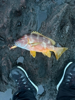 シブダイの釣果