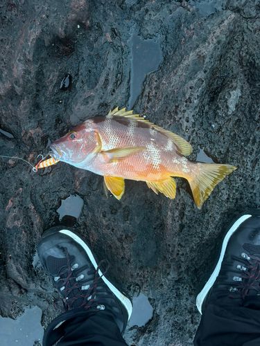 シブダイの釣果